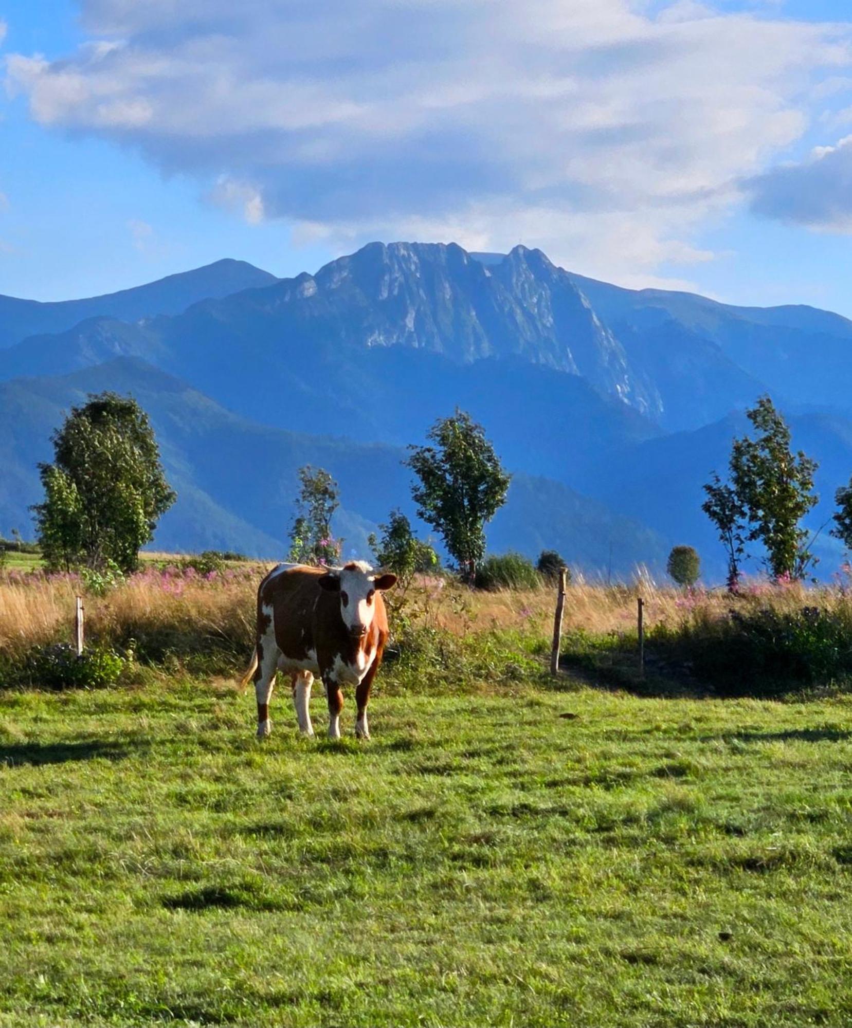 Goralska Chatka 3 Highland Cottage - Jacuzzi, Sauna, Split Ac, Private Parking, Mountains View Ζακοπάνε Εξωτερικό φωτογραφία