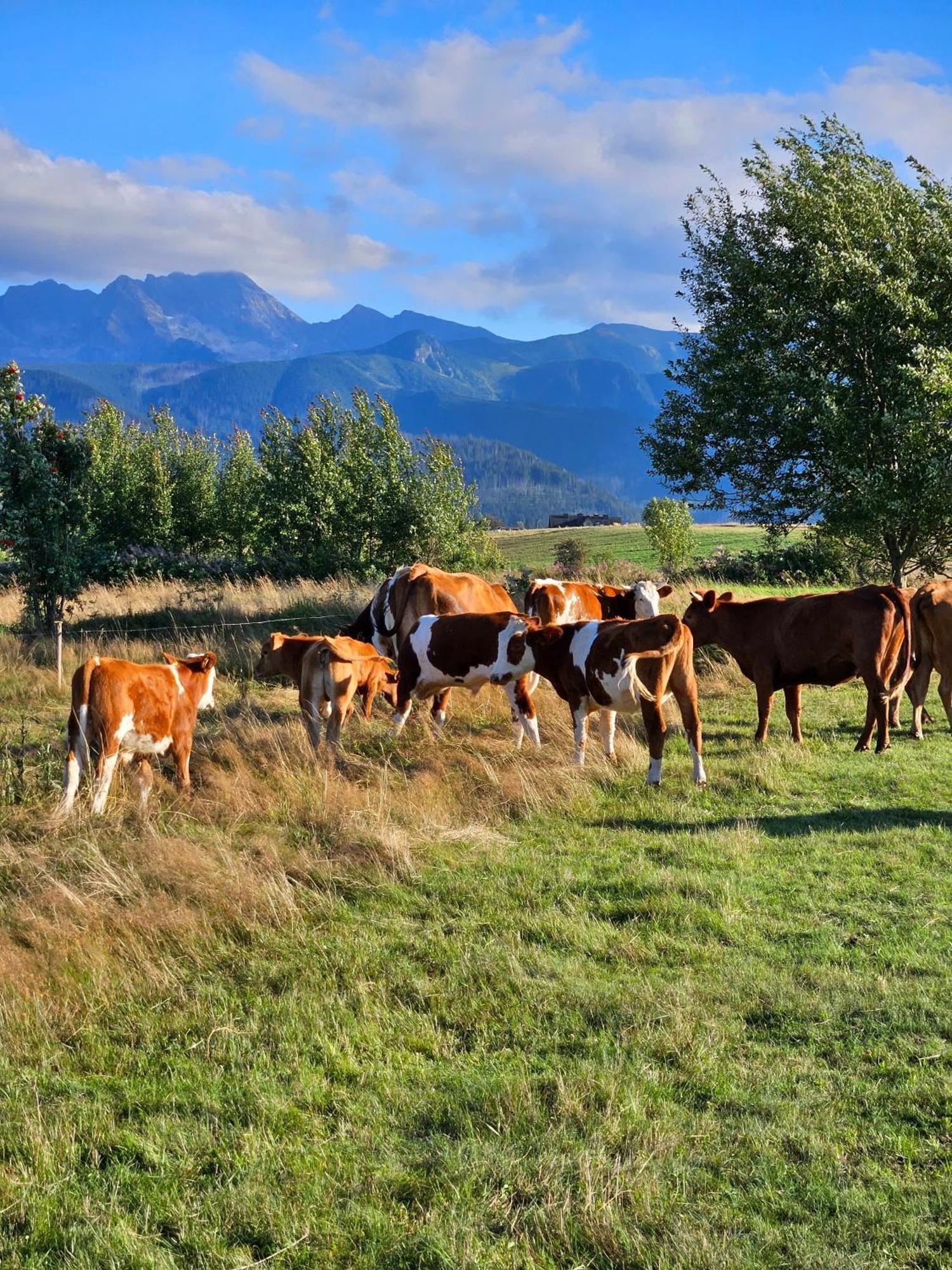 Goralska Chatka 3 Highland Cottage - Jacuzzi, Sauna, Split Ac, Private Parking, Mountains View Ζακοπάνε Εξωτερικό φωτογραφία